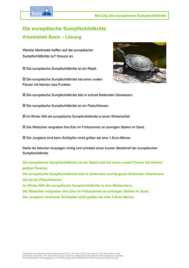 Die europäische Sumpfschildkröte