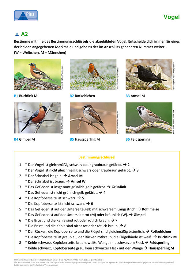 Singvögel