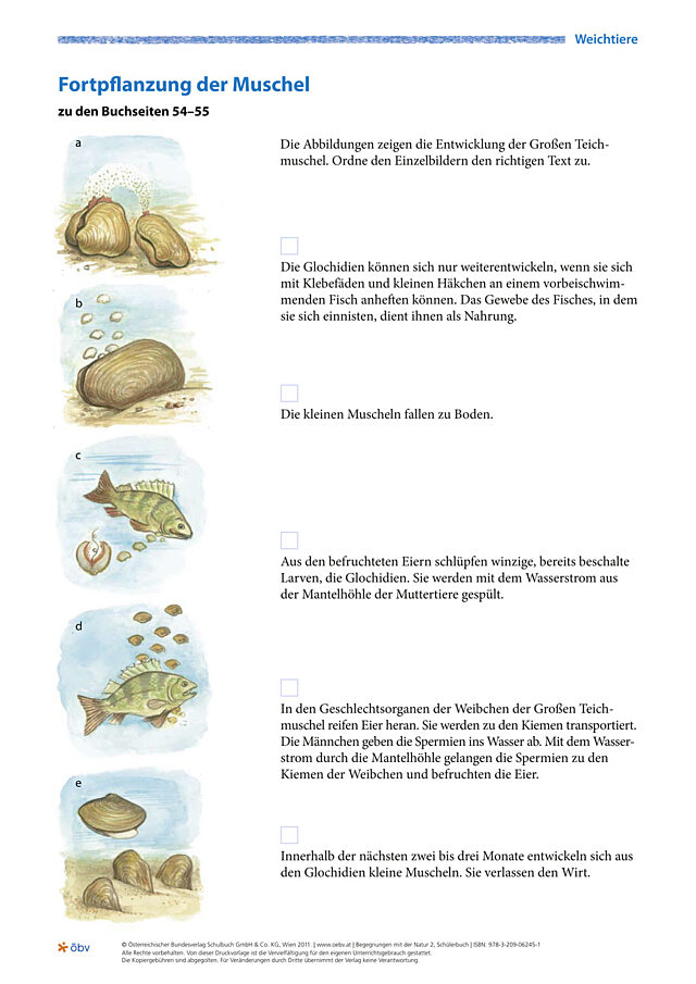Fortpflanzung der Muschel