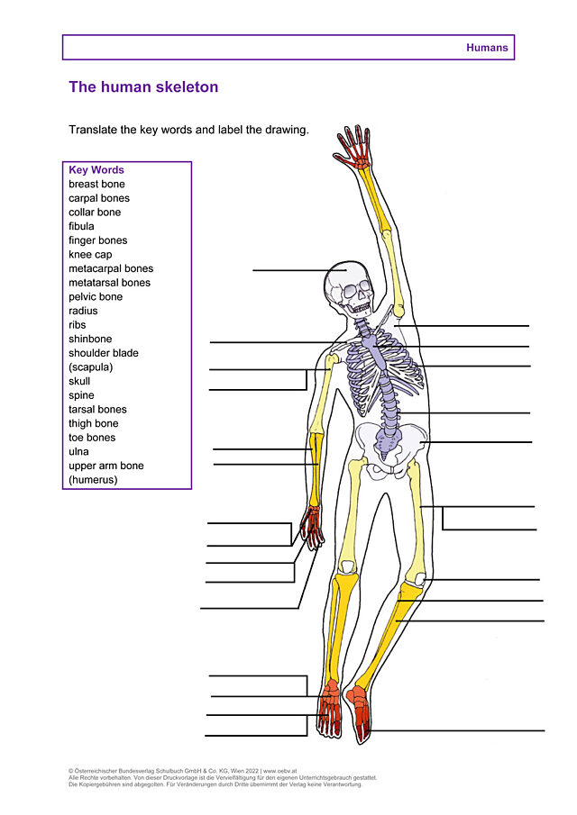 The human skeleton