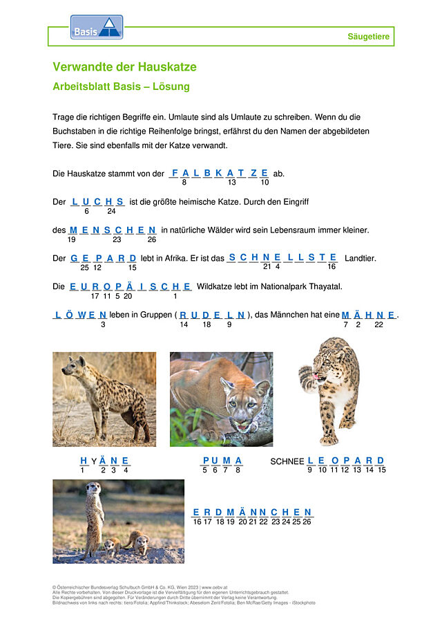 Hauskatze Verwandte