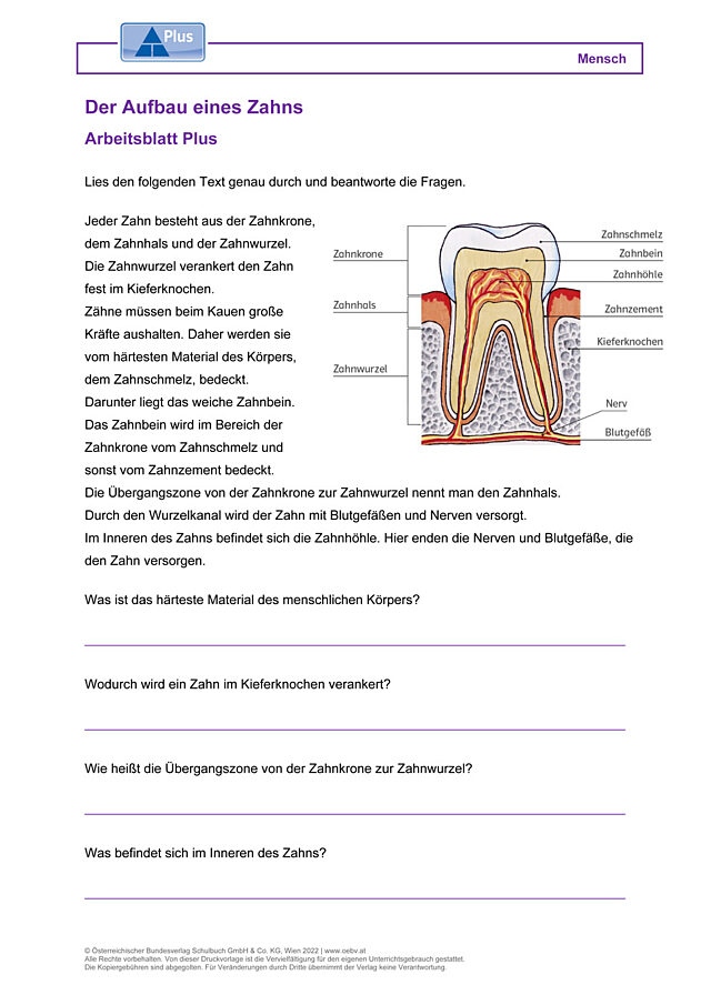 Der Aufbau eines Zahns
