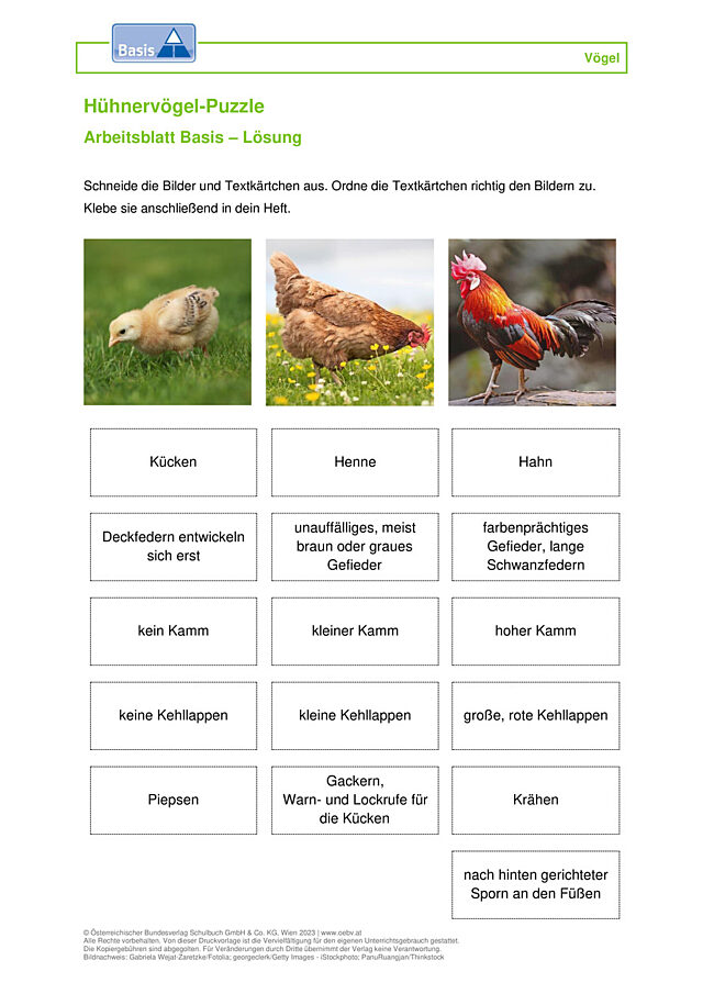 Hühnervögel