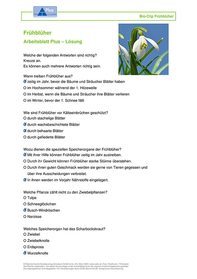 Frühblüher