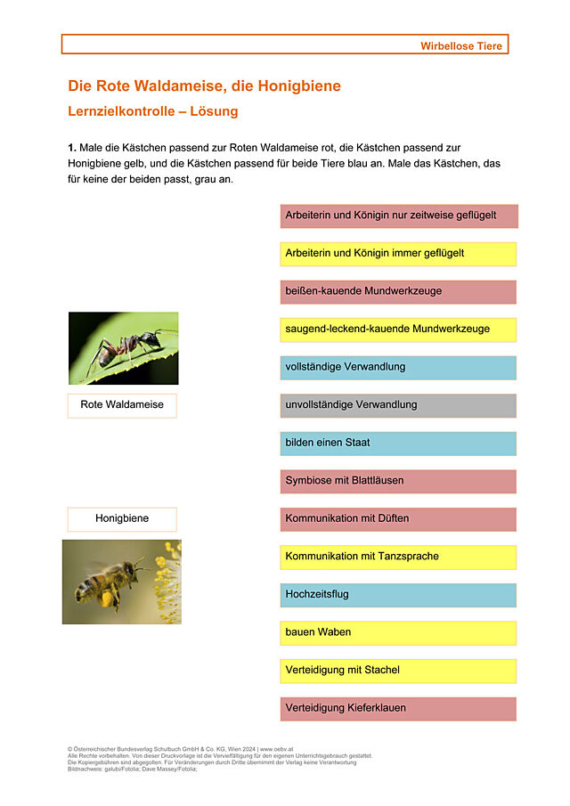 Wirbellose, Ameisen, Bienen