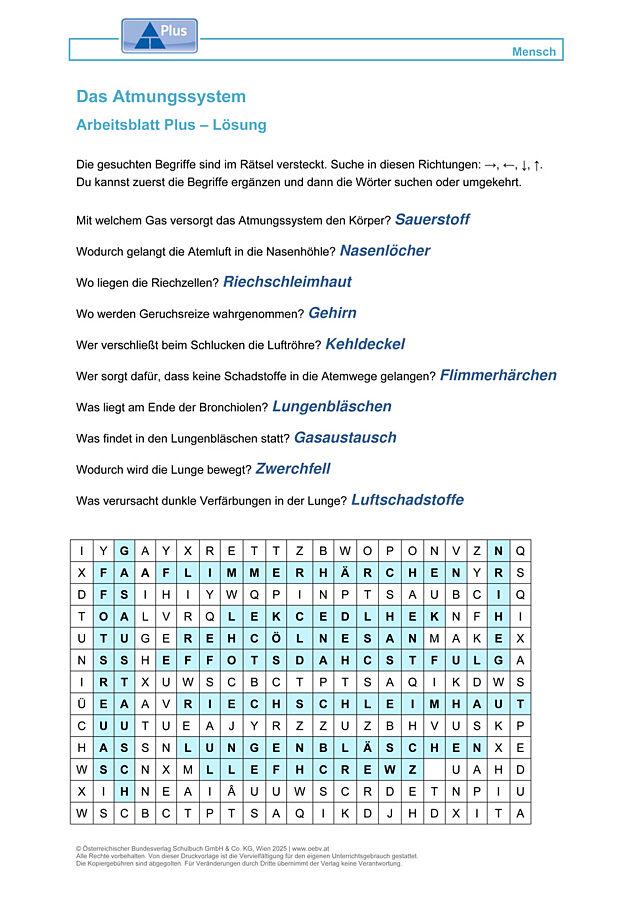 Das Atmungssystem