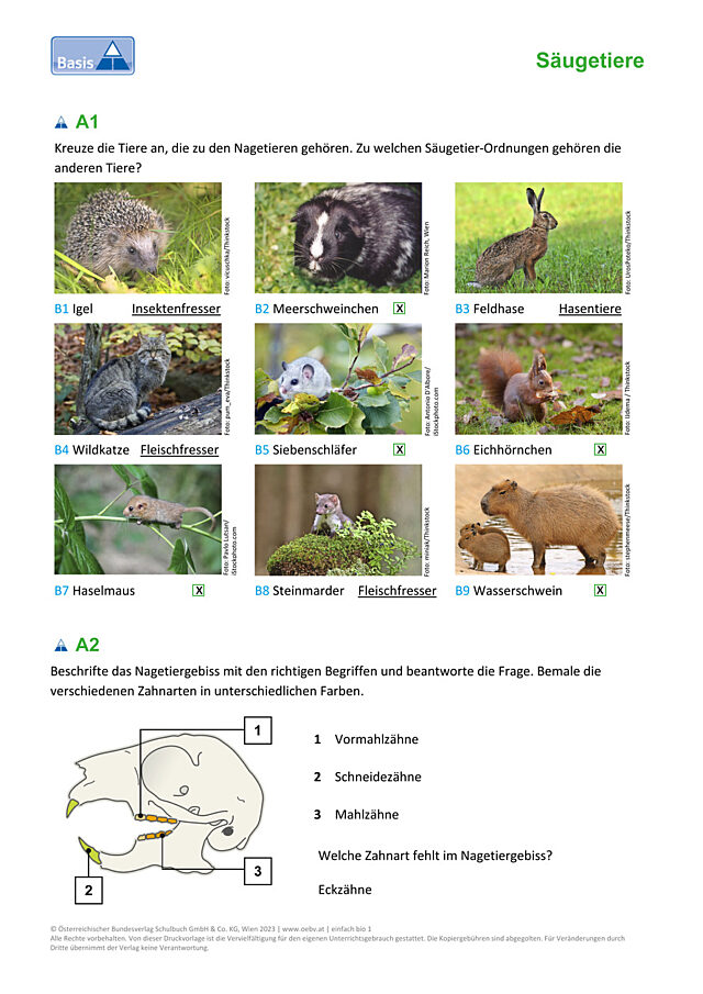 Nagetiere