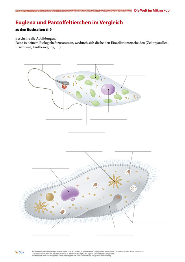 Euglena und Pantoffeltierchen im Vergleich