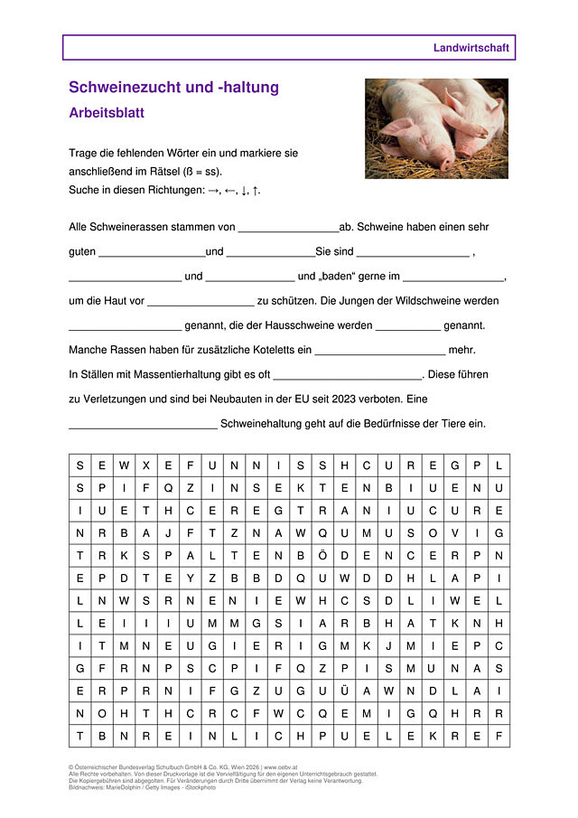 Schweinezucht  und -haltung