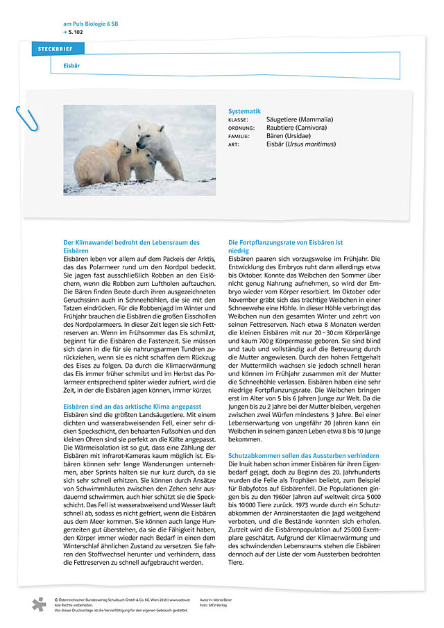 Eisbär - Steckbrief