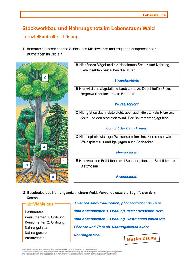 Lebensraum, Wald, Stockwerkbau