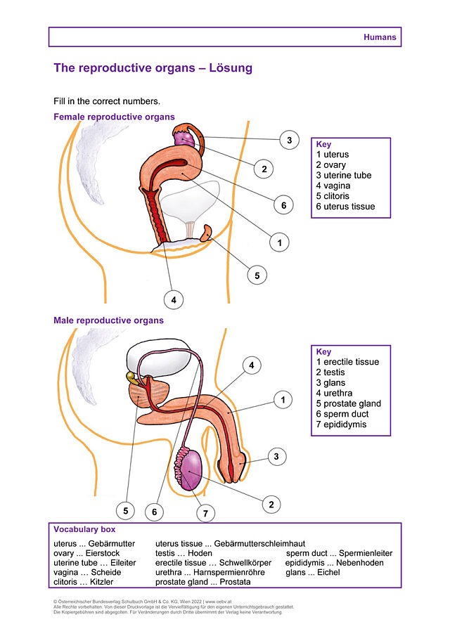 The reproductive organs