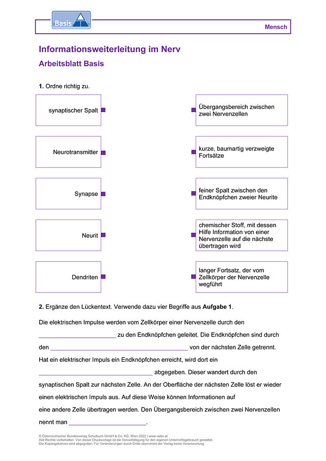 Informationsweiterleitung im Nerv