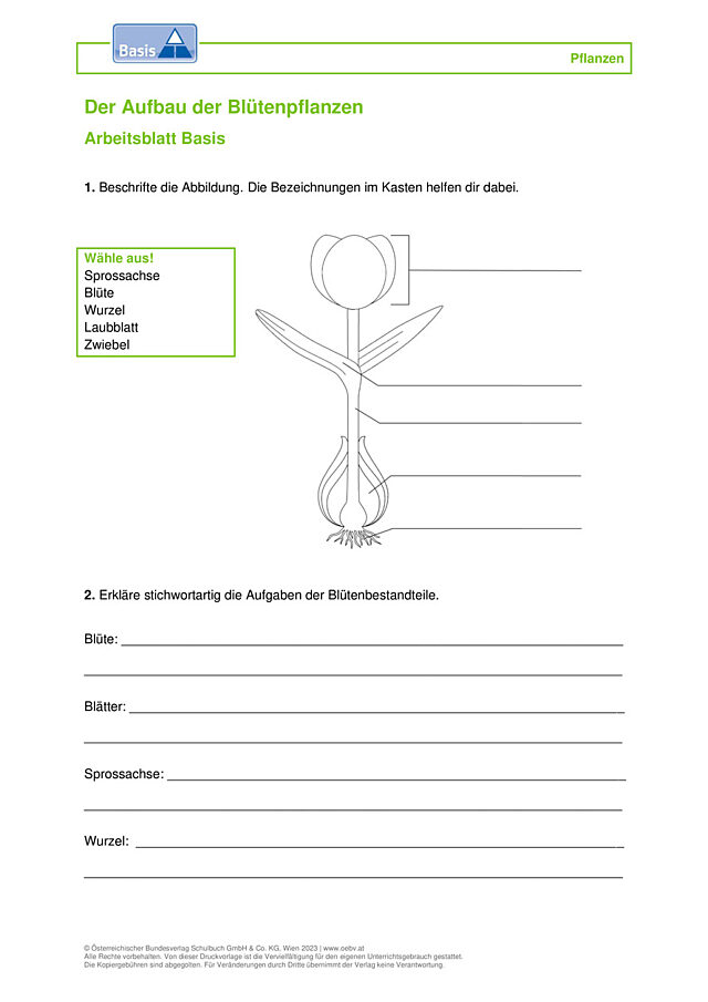 Blütenpflanzen