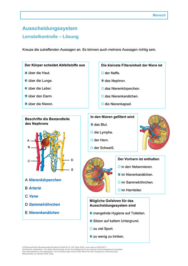 Ausscheidungssystem