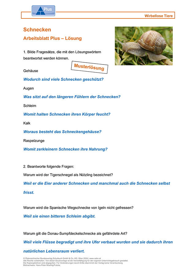 Schnecken