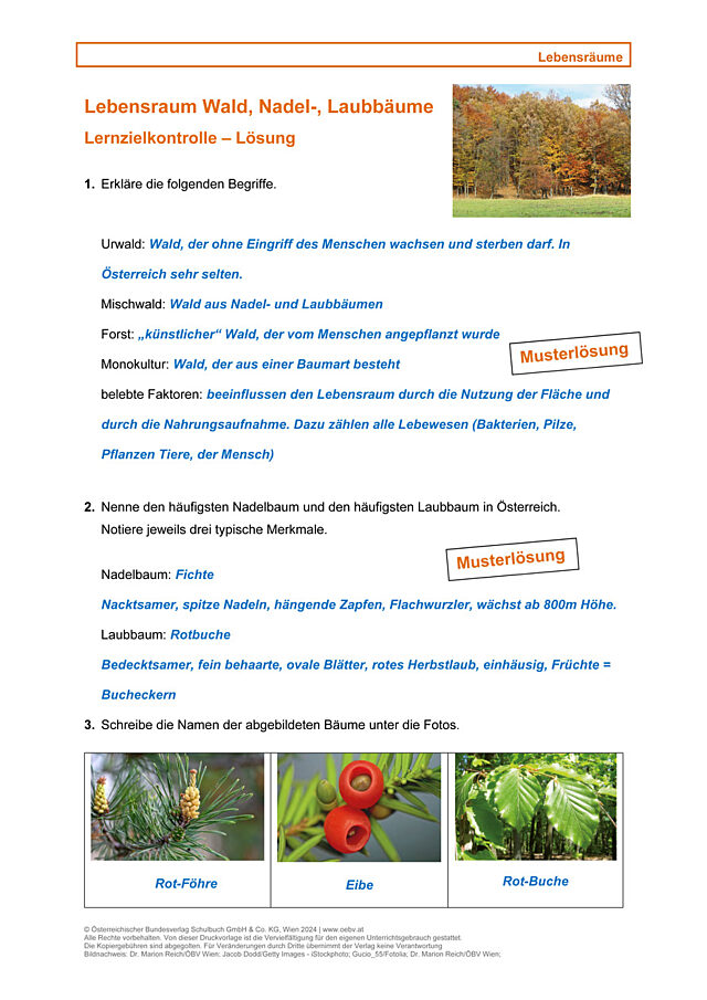 Lebensraum, Wald, Nadel-, Laubbäume