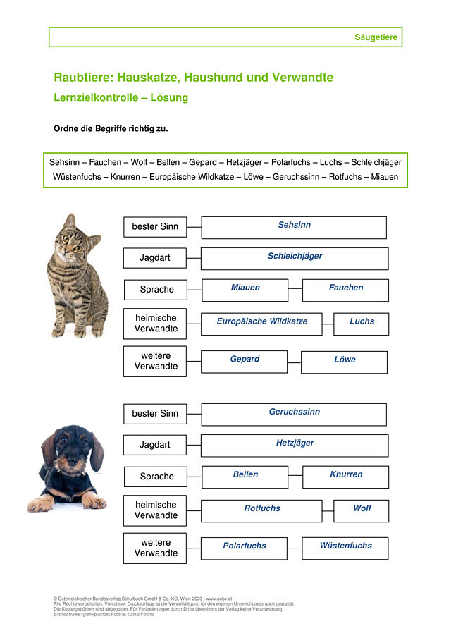 Katze und Hund Verwandte