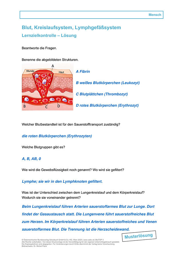 Blut, Kreislaufsystem, Lymphgefäßsystem