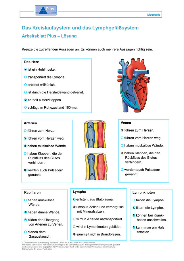 Das Kreislaufsystem und das Lymphgefäßsystem