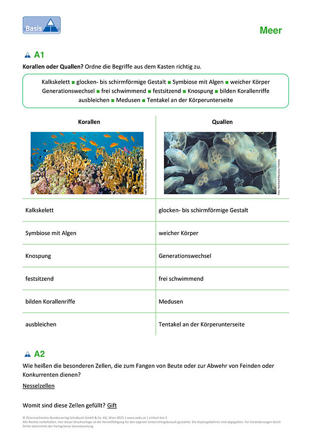 Nesseltiere
