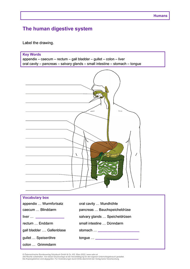 The human digestive system