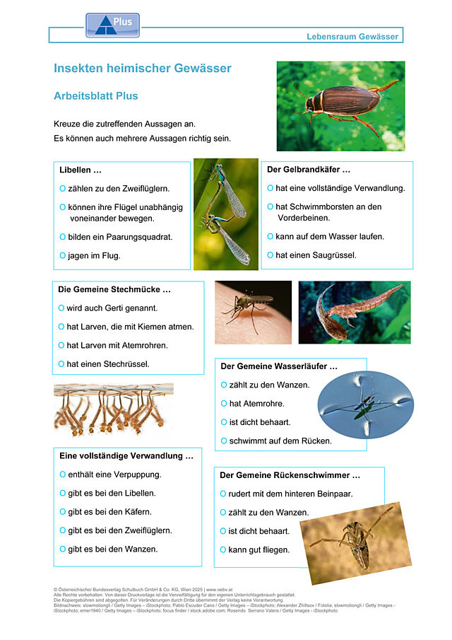 Insekten heimischer Gewässer