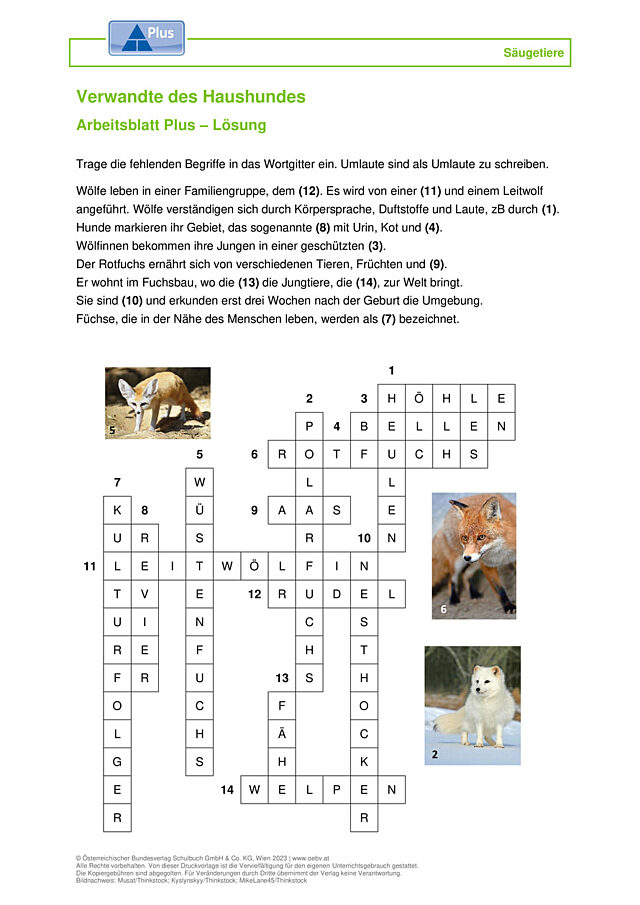 Hund Verwandte