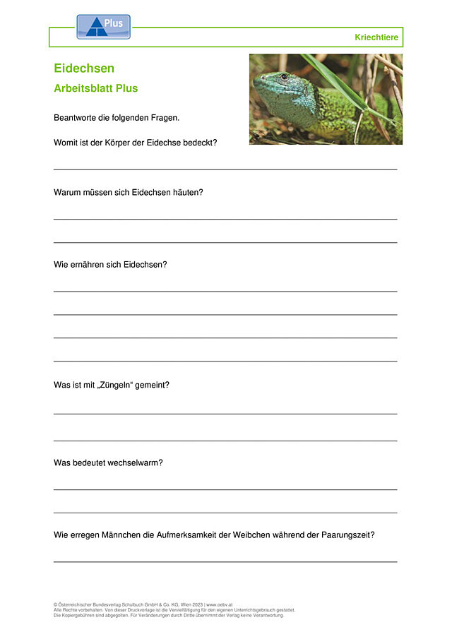 Eidechsen