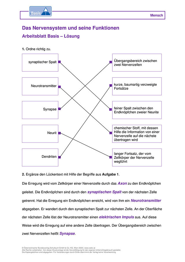 Das Nervensystem und seine Funktionen