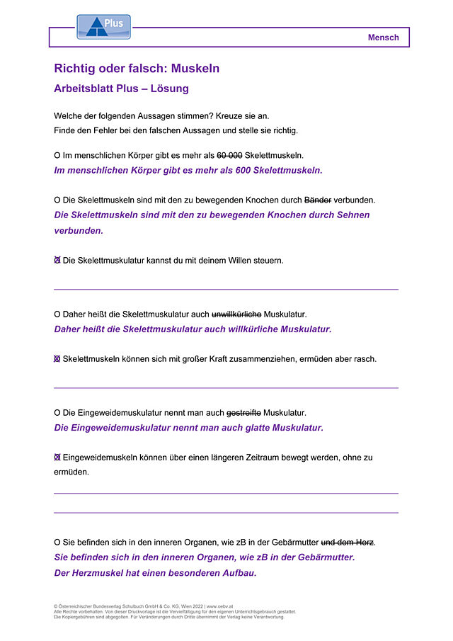 Richtig oder falsch: Muskeln