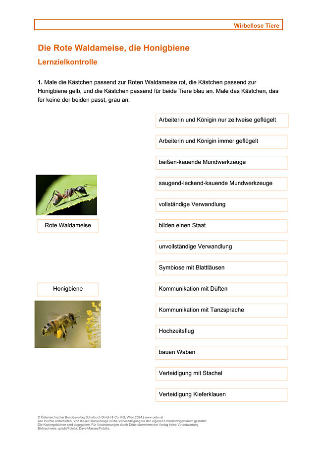 Wirbellose, Ameisen, Bienen