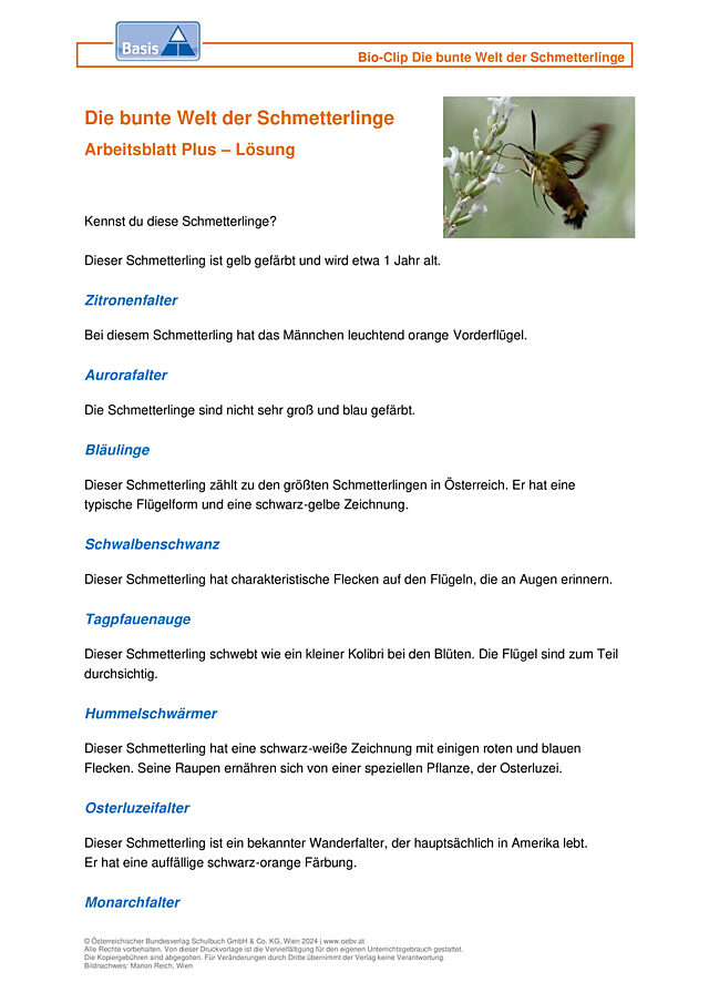 Schmetterlinge