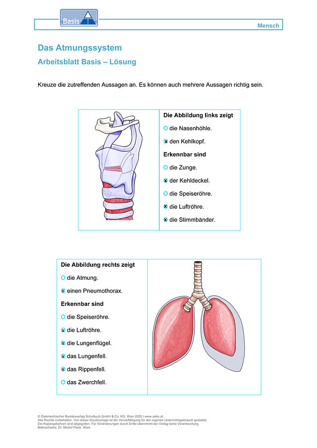 Das Atmungssystem