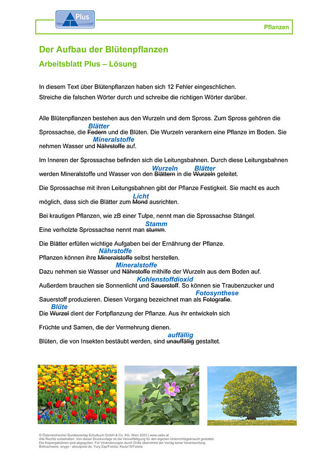 Blütenpflanzen