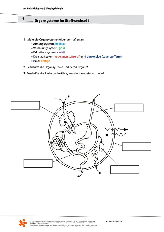 Organsysteme im Stoffwechsel 1