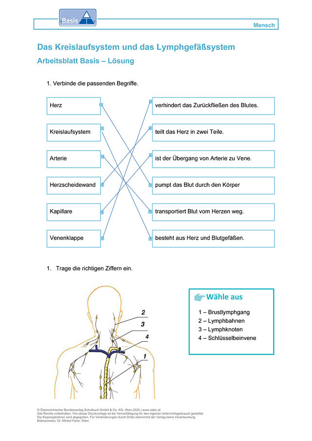 Das Kreislaufsystem und das Lymphgefäßsystem