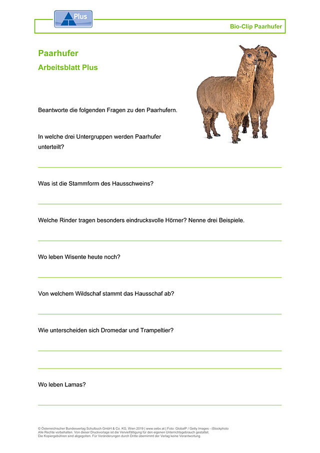 Paarhufer
