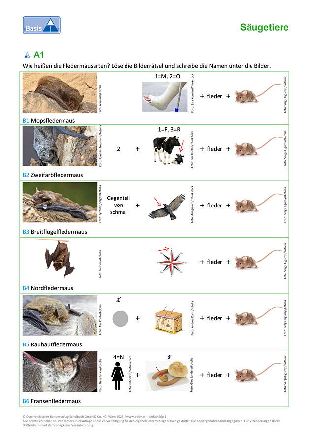 Fledermaus