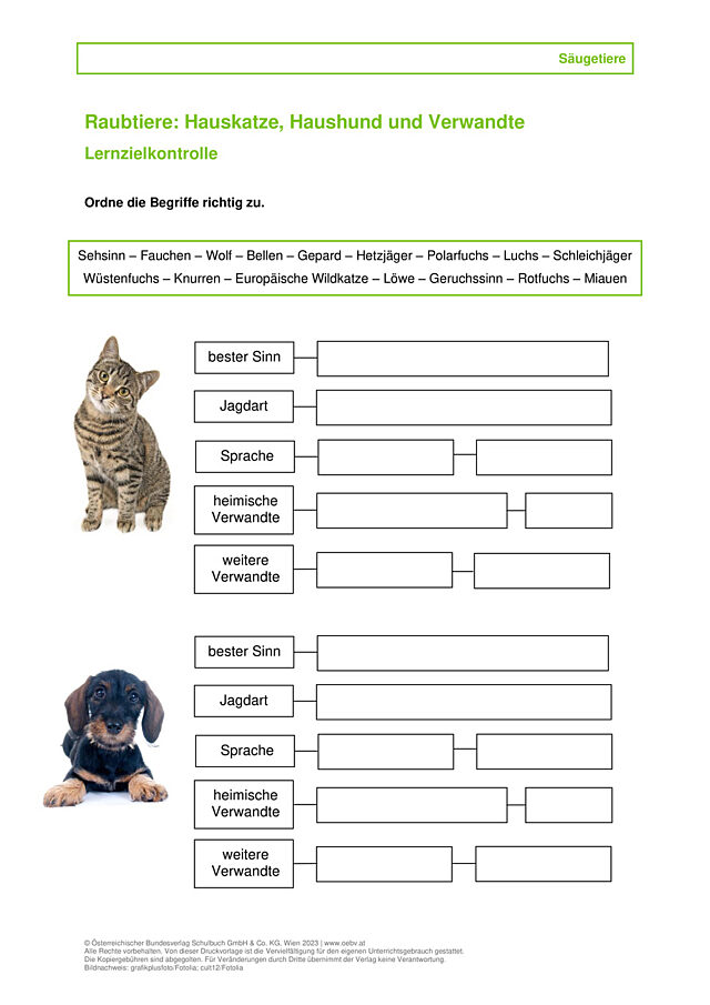 Katze und Hund Verwandte