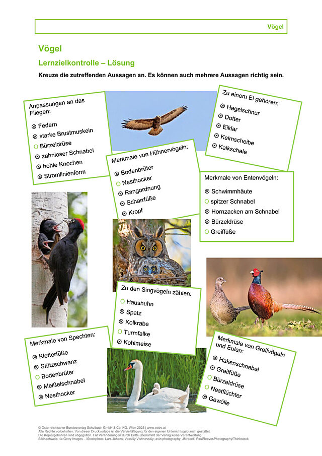 Vögel