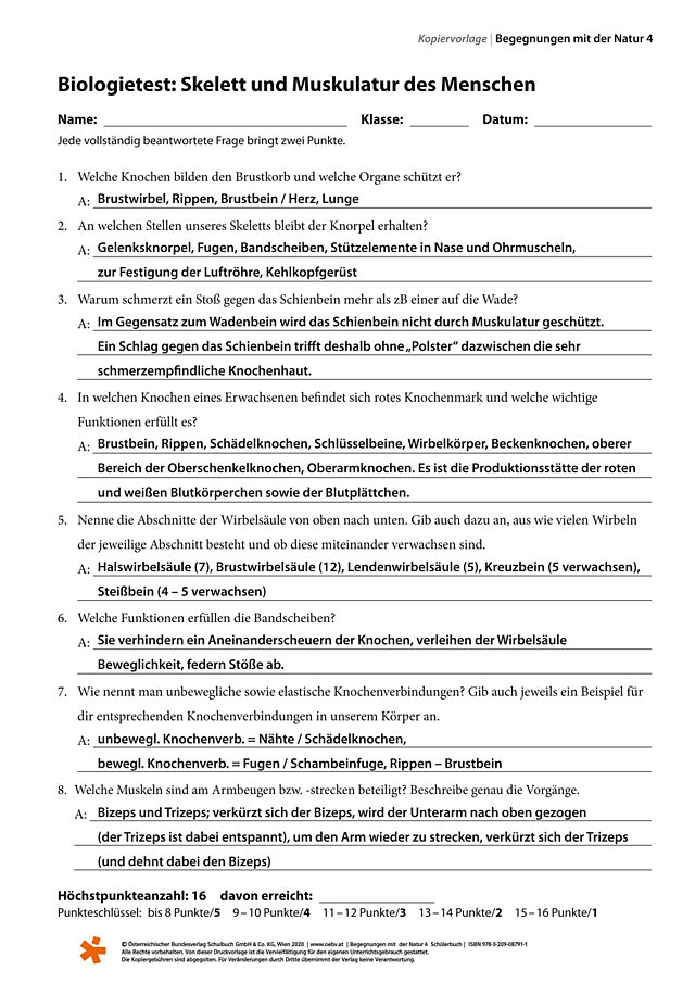 Skelett und Muskulatur des Menschen