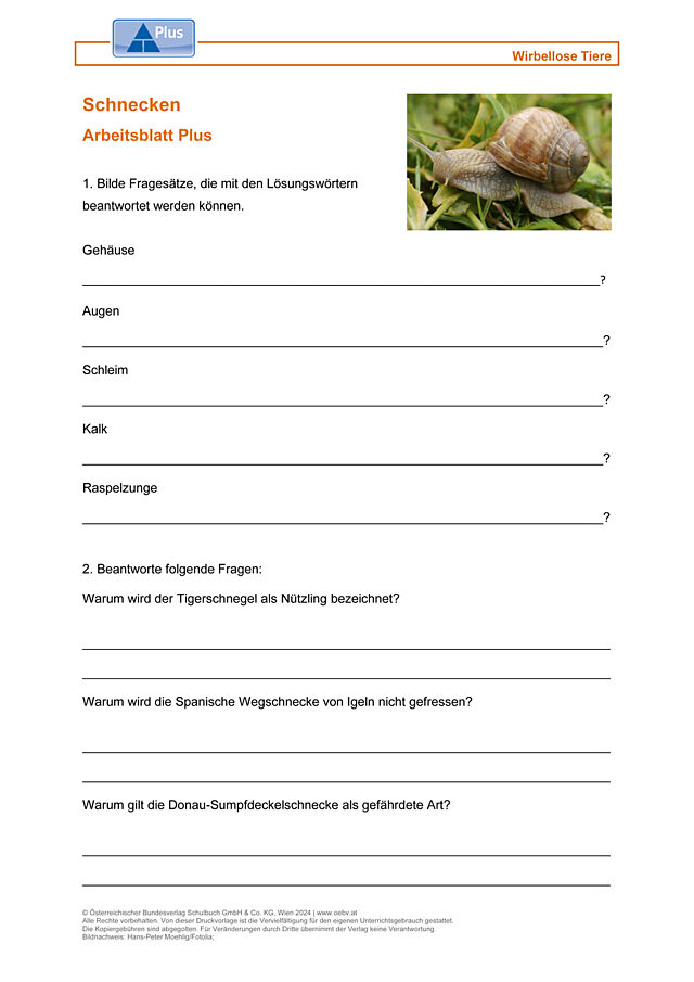 Schnecken