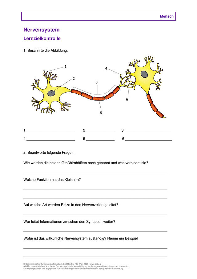 Nervensystem