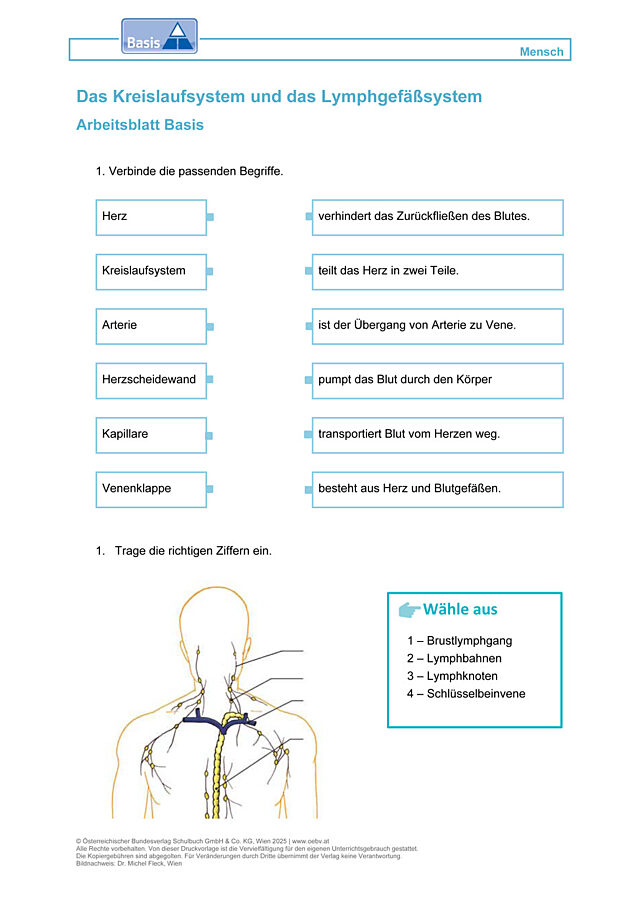 Das Kreislaufsystem und das Lymphgefäßsystem