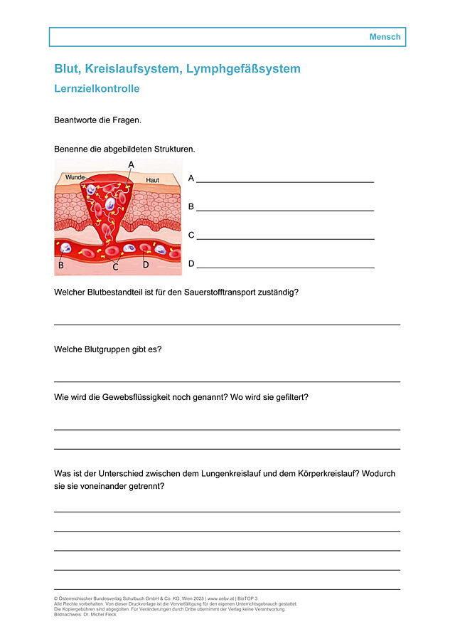 Blut, Kreislaufsystem, Lymphgefäßsystem