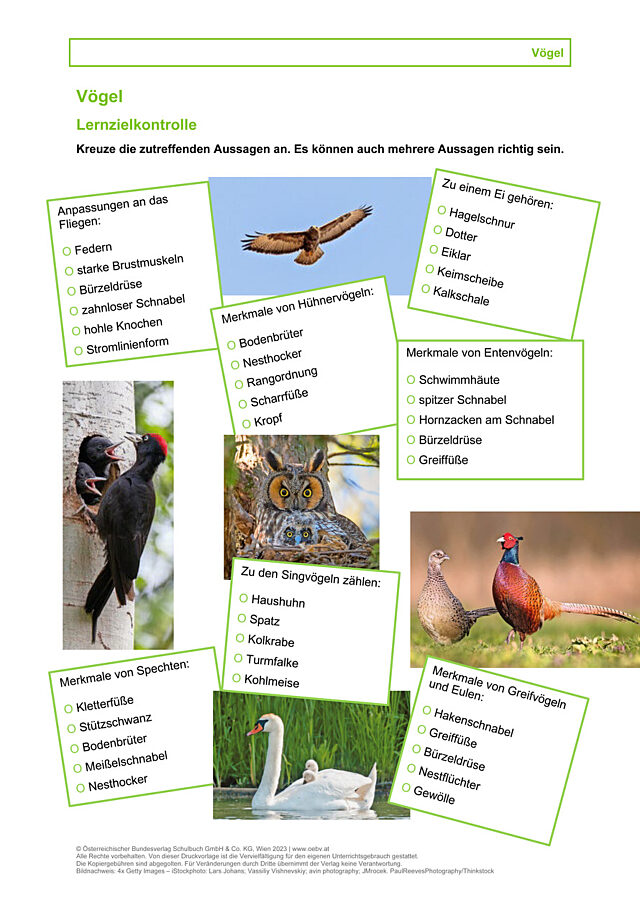 Vögel