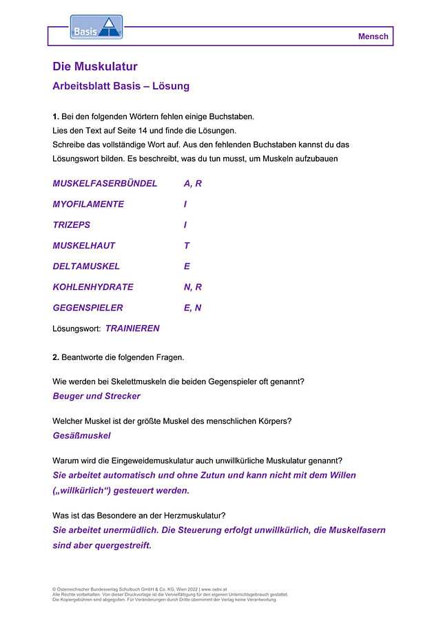 Die Muskulatur