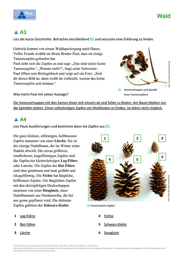 Nadelbäume