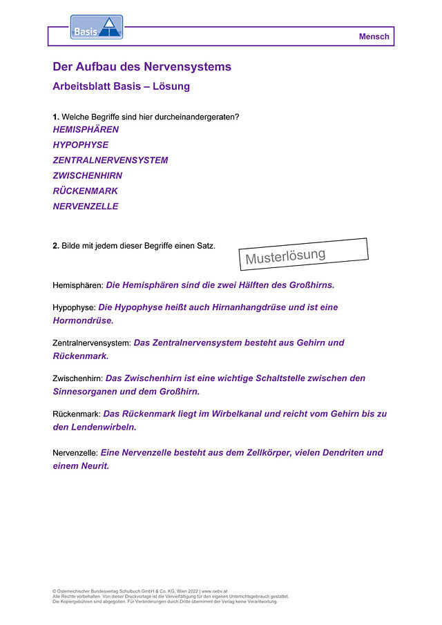 Der Aufbau des Nervensystems